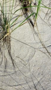 Compass Grass, C-Scape Dune Shack, photo Claire J Kendrick artist in residence